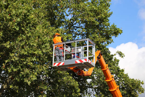 Mulching Services in La Villa, TX