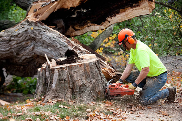 How Our Tree Care Process Works  in  La Villa, TX